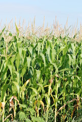 Obraz premium Maisfeld