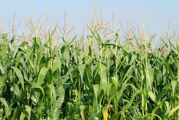 Obraz premium Maisfeld