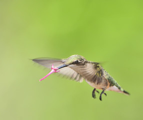Fototapeta na wymiar Ruby Throated Hummingbird (female)