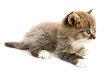 Fototapeta premium Funny kitten