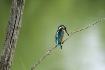 Kingfisher