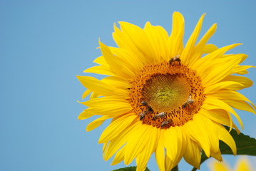 Sonnenblume