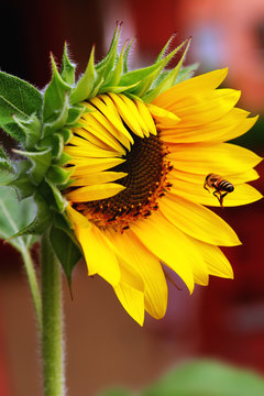 Girasol floreciendo con abeja