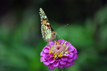 Distelfalter auf einer Blume