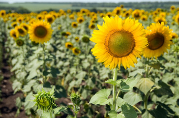 Fototapeta premium field of sunflowers