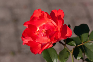 rote rose