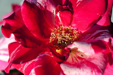 rote rose