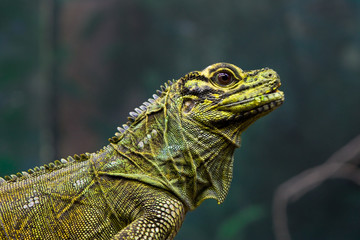 Green Lizard