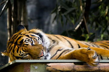 Fototapeta na wymiar Wpatrując Tiger