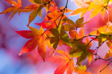 もみじの紅葉