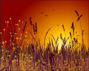 Grass vector silhouette and sunset.