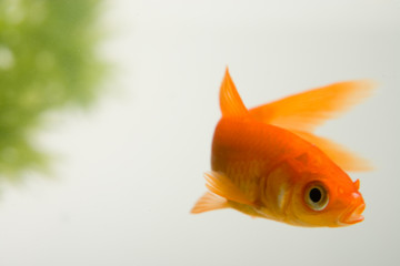 Goldfisch im Aquarium