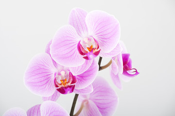 Phalaenopsis
