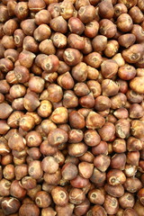 Zwiebel Orange Tulpe