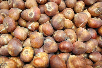 Zwiebel Orange Tulpe