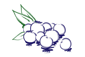 Mirtillo disegnato