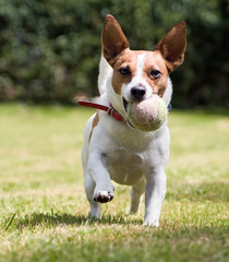 Jack Russell terrier wants to play ball