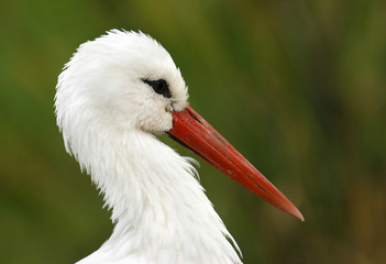 stork head