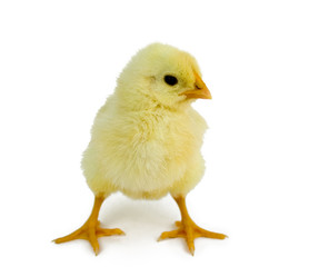 baby chicken