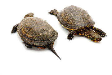 Reptile turtle animal, slow speed, isolated object
