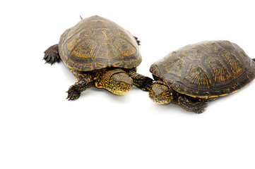 Reptile turtle animal, slow speed, isolated object