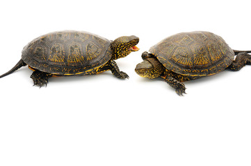 Reptile turtle animal, slow speed, isolated object