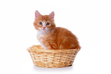 Fototapeta na wymiar Cute small kitten in a basket isolated on white