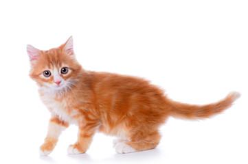 Walking little kitten isolated on white