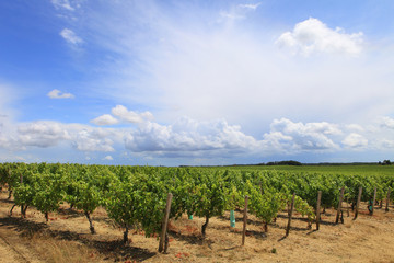 Fototapeta na wymiar Krajobraz winnic