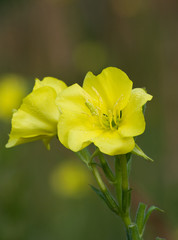 Fototapeta premium Evening primrose aglow