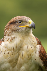 Ferruginous hawk (butea regalis)