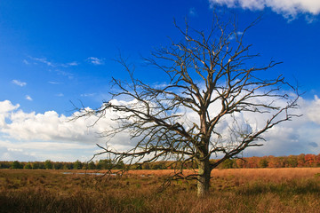 Obraz premium Colorful autumn leaves on trees with dead tree in front