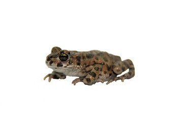 Erdkröte