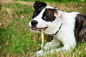 The dog with his stick for chewing