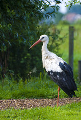 stork
