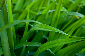 water drops on the grass