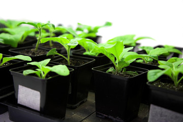 tobacco plant