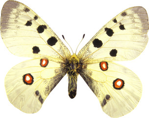Obraz premium butterfly isolated