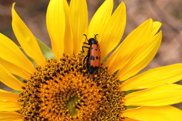 Red beetle on Sunflower