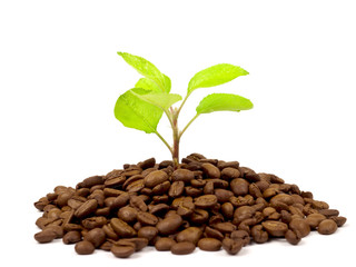 Green plant growing on a coffee beans