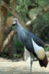 Naklejka premium grue