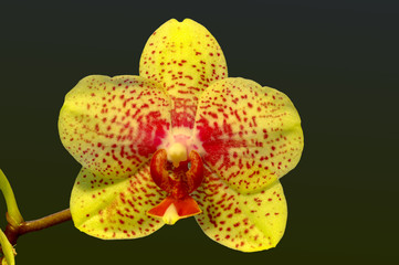 Phalaenopsis
