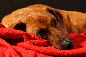 dachshound black background