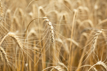 Ripe ear of wheat close up