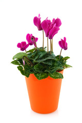 Cyclamen