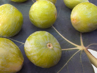 Fichi con foglia (Ficus carica L.)