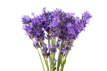 Fototapeta premium lavender