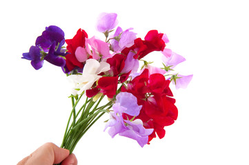 Obraz premium Garden flowers lathyrus