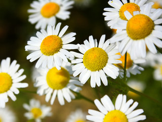 White Daisy