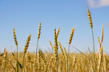 Wheat before harvest (yield's field).